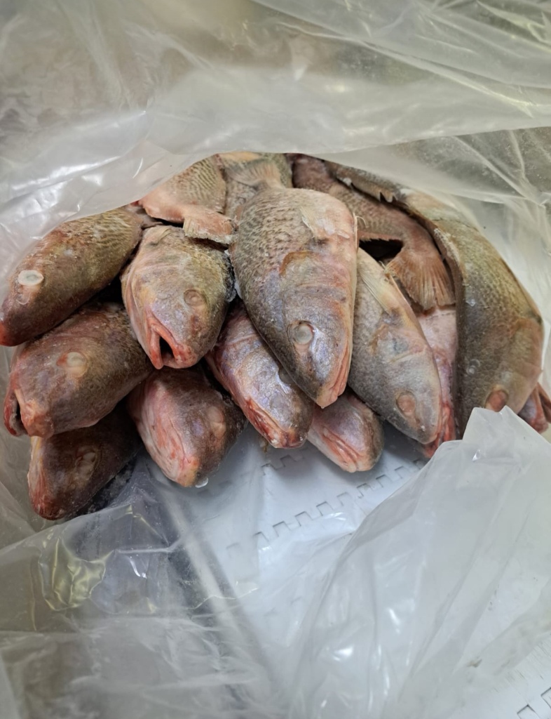 wholesale frozen fish,Where to buy frozen fish in bulk,frozen fish suppliers near me,seafood wholesale distributors,wholesale seafood prices,wholesale fish fillets,seafood wholesale suppliers,bulk fish,seafood distributors,wholesale seafood market,wholesale fresh fish,frozen fish suppliers,frozen at sea fish suppliers,fish frozen at sea,frozen fish for sale,bulk frozen fish,