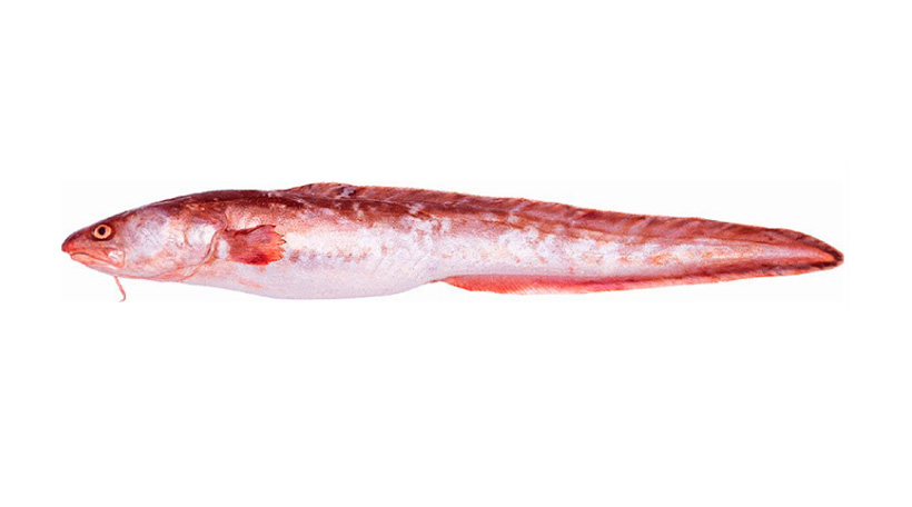 Kingklip Fish