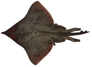 Ray Fish Skate Fish